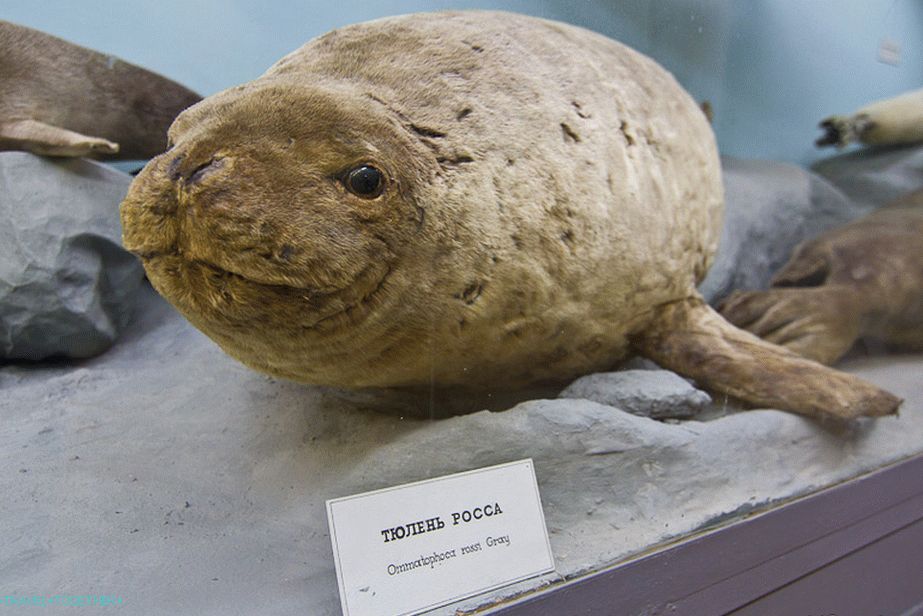 Pečat