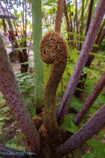 Narodni park Doi Inthanon (24)