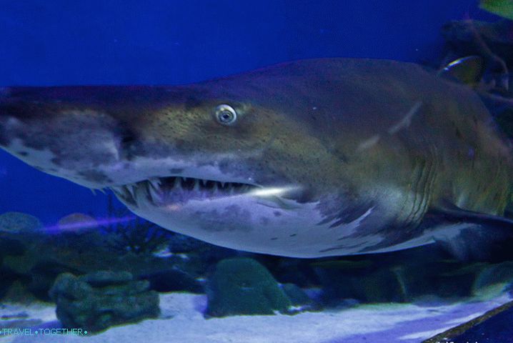 Čeljusti, ki so vključene v Oceanarium Kuala Lumpurja