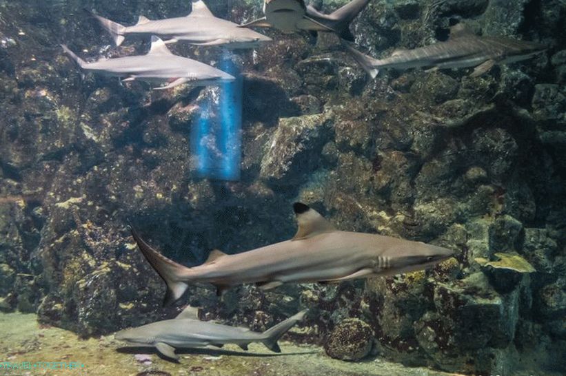 Oceanikarij Phuket - ki je precej dolgočasen akvarij