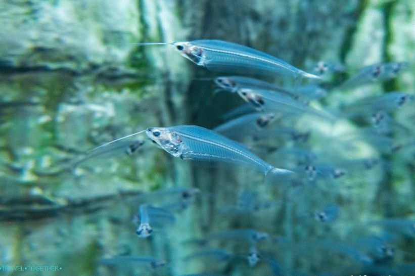 Oceanarium v   Adlerju - presenetljivo veselje in šok