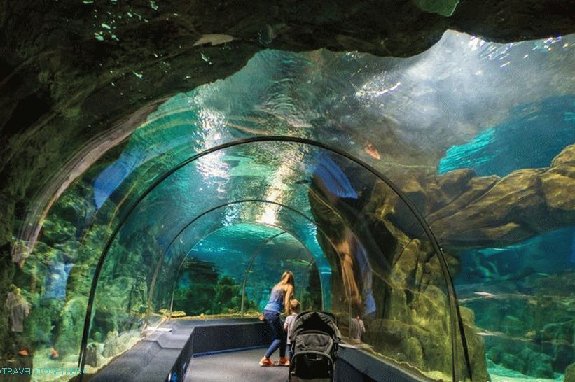 Oceanarium v   Adlerju - presenetljivo veselje in šok