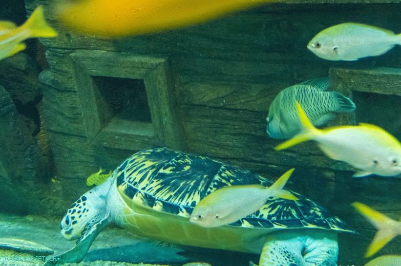 Oceanarium v   Adlerju - presenetljivo veselje in šok