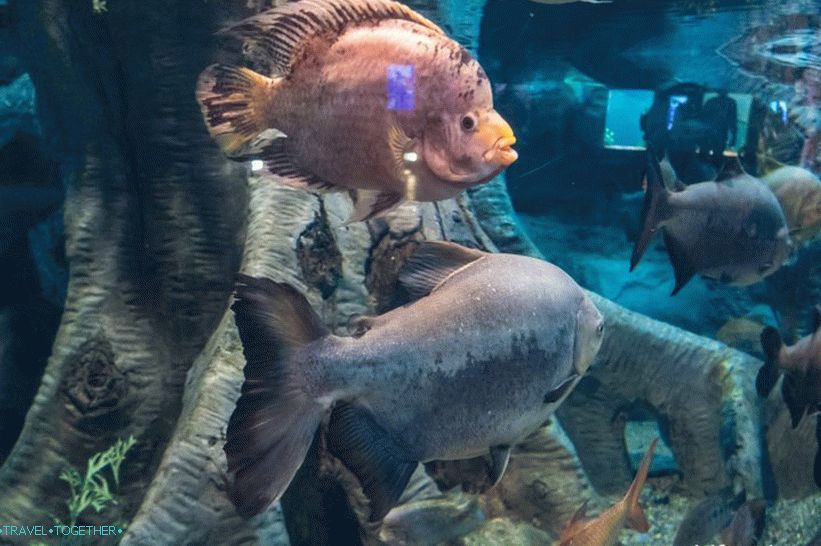 Oceanarium v   Adlerju - presenetljivo veselje in šok