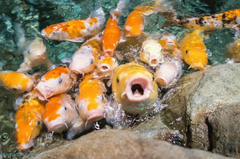 Oceanarium v   Adlerju - presenetljivo veselje in šok