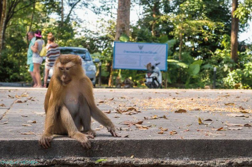 Nevarna gora opica v Phuketu - Monkey Hill (Monkey Hill)