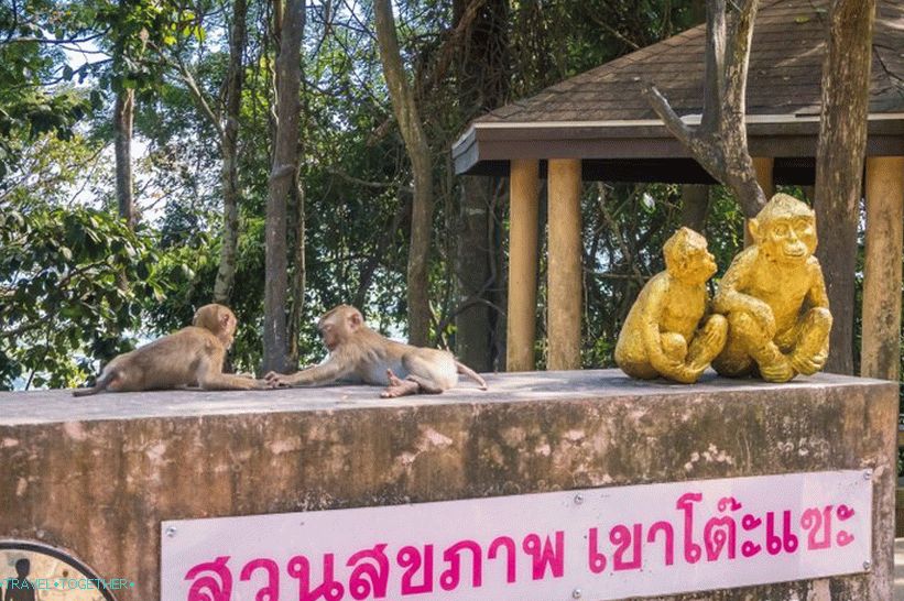 Mountain Monkey in Phuket