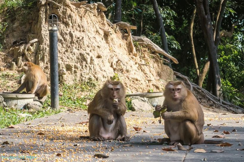 Monkey Hill v Phuketu