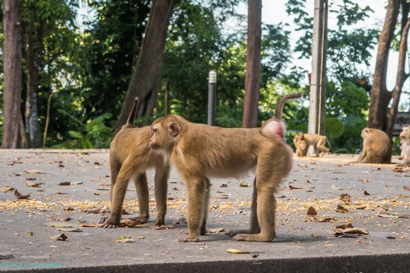 Opice v Phuketu