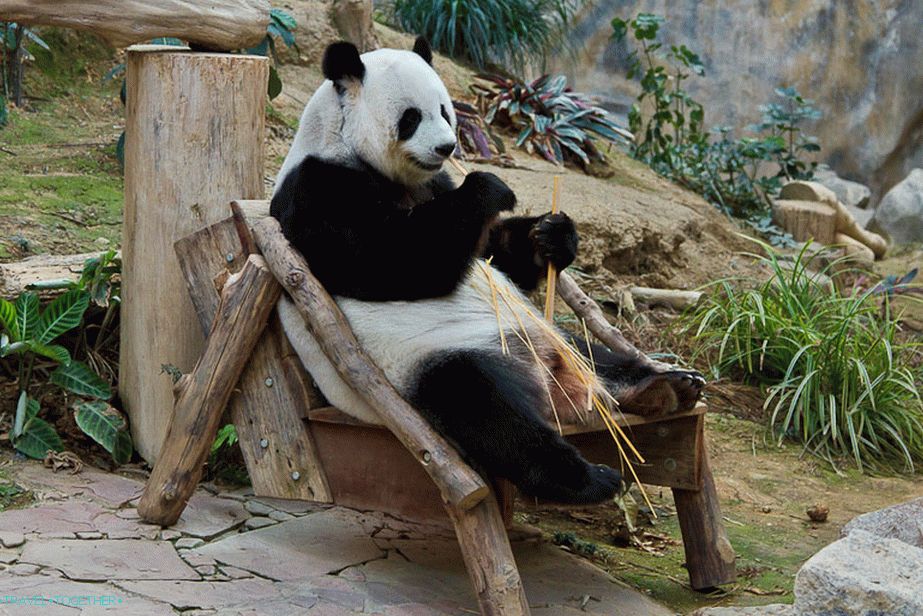 Pande živijo le v živalskih vrtovih in ne hodijo po ulicah