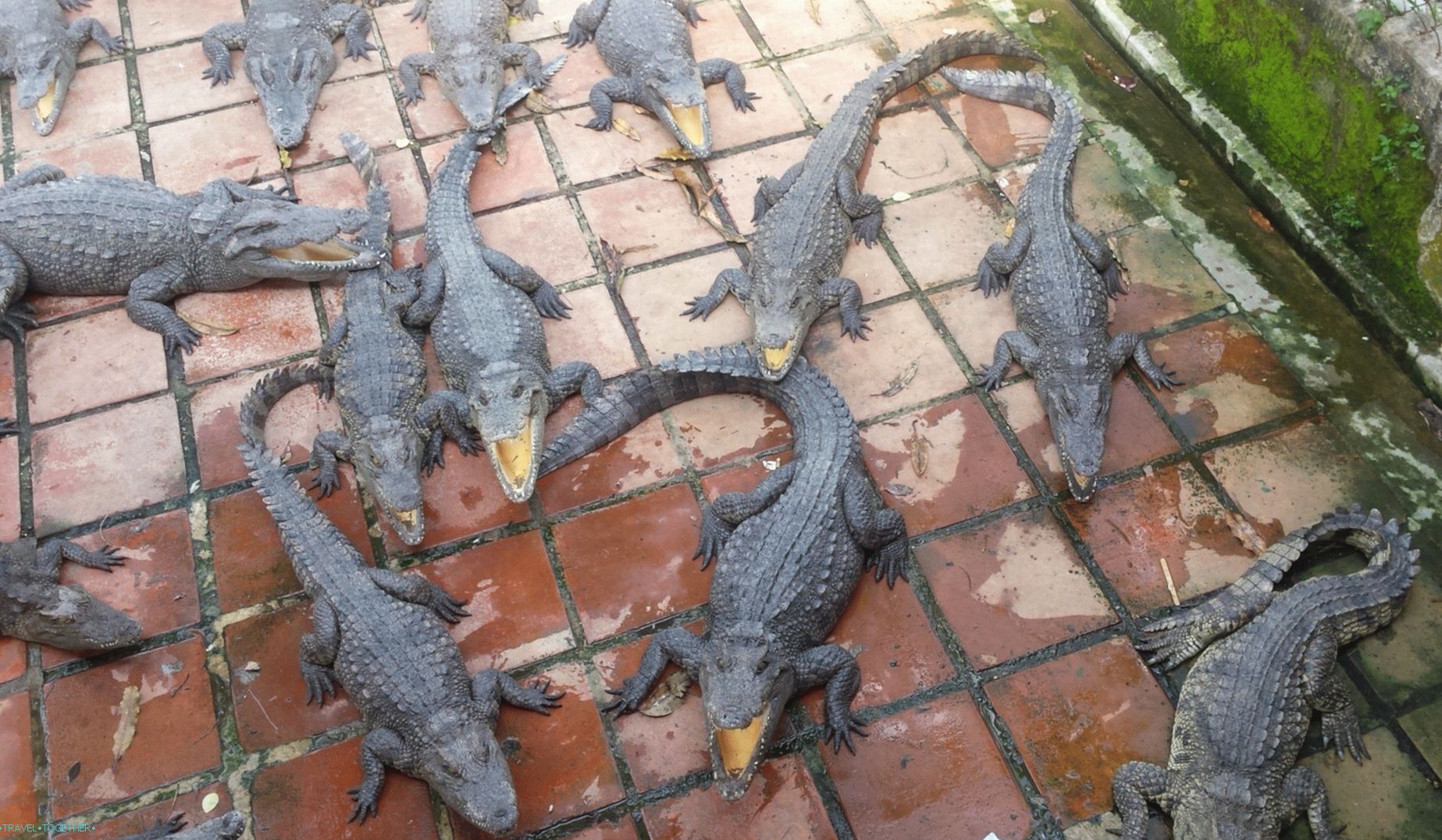 Krokodili v Vietnamu