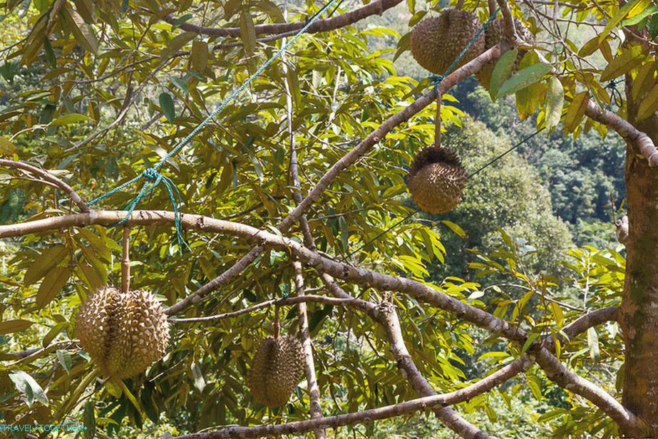 Tako rastejo moji najljubši duriani