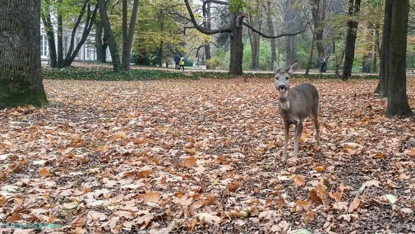 Jelen v parku Laeznki