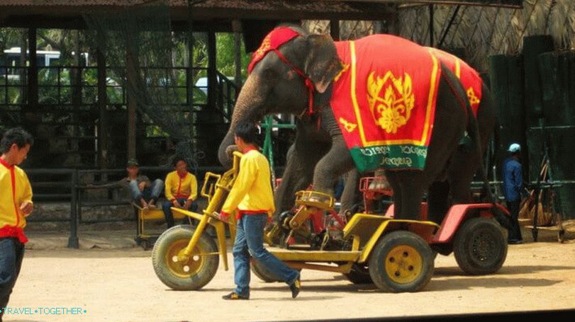 Show slona v parku Nong Nooch