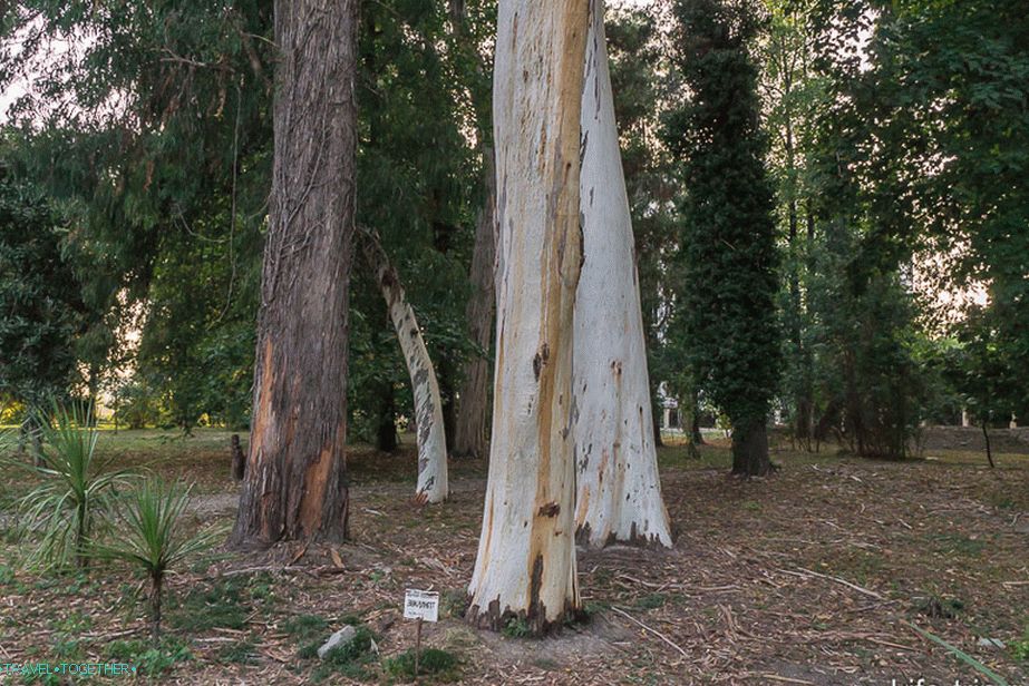 Eucalyptus Flayed