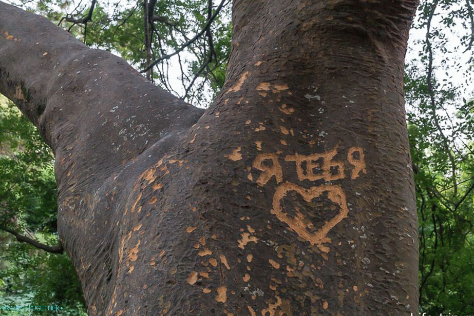 Rock art iz posebej inteligentnih posameznikov