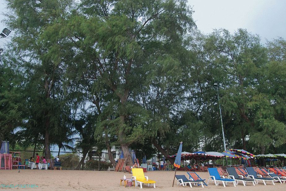Casuarine rastejo ob plaži
