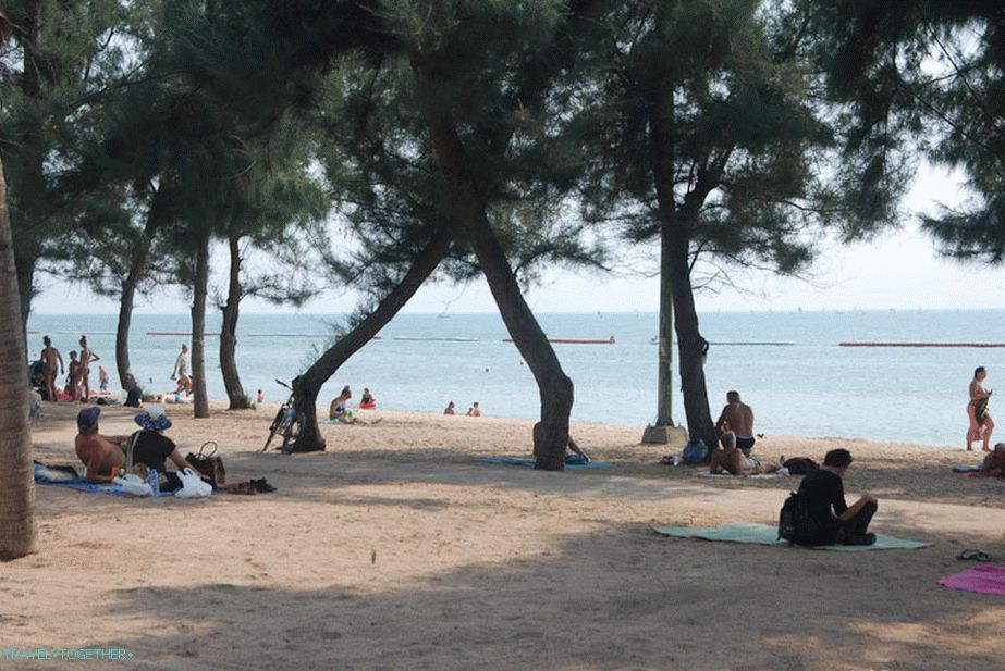 Odsek plaže s casuarini in brez vrst ležišč
