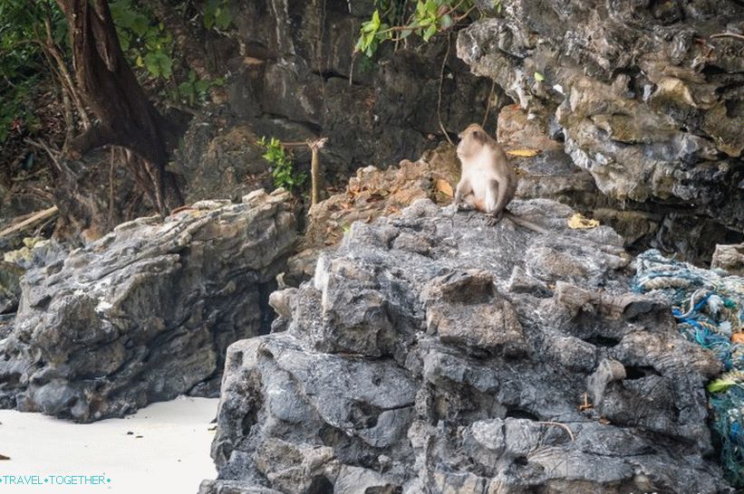 Monkey Beach Beach - Monkey Paradise na Phi Phi Donu