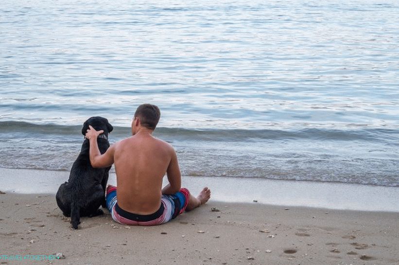 Labarador, maskota plaže