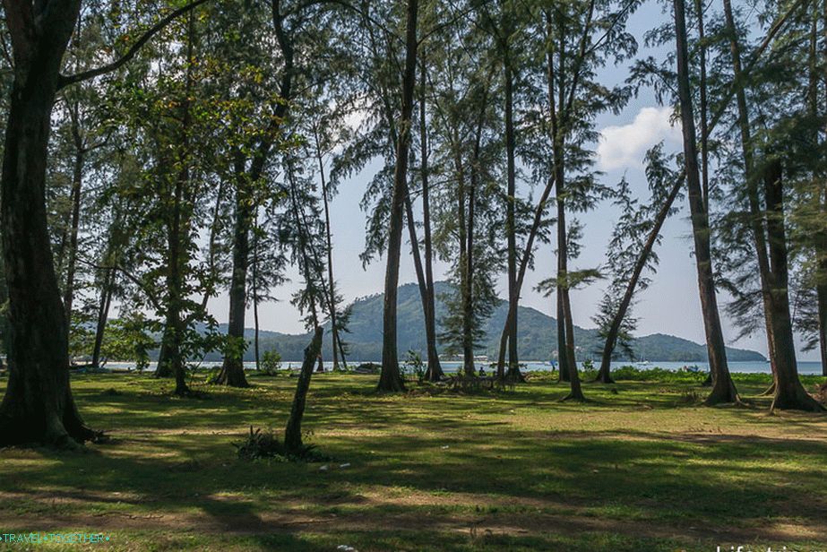 Večinoma ljubka in zelena