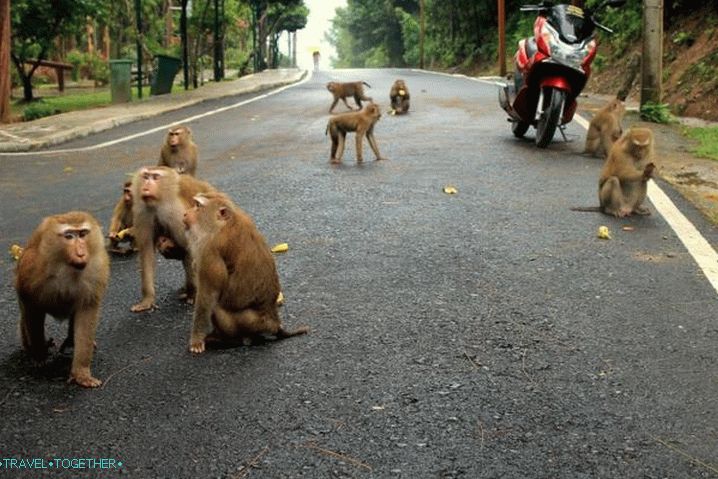 Mountain Monkey Phuket