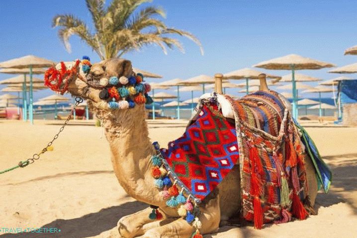 Hurgada, Camel na plaži Hurgade