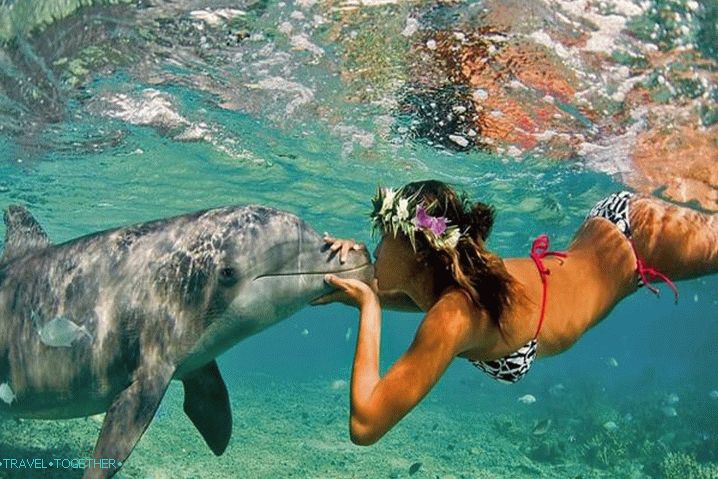 Delfinarij