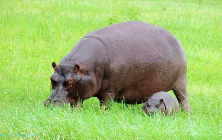 Počitnice z otroki v Bangkoku, Hippos Dusit zoo 