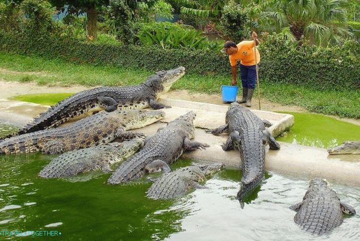 Počitek z otroki, Krokodilska atrakcija
