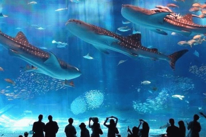 Antalya za otroke, Oceanarium v ​​Antaliji