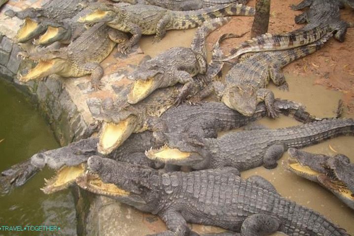 Phan Thiet, krokodilska kmetija