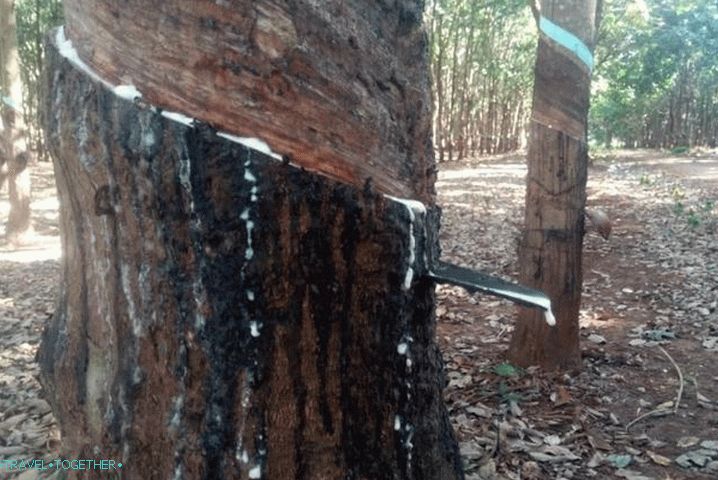Vreme na otoku Phu Quoc v avgustu - nasad gume