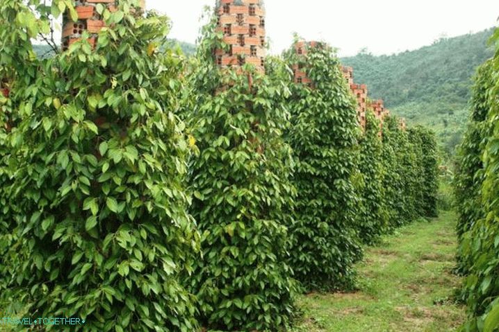 Phu Quoc, nasad črnega popra