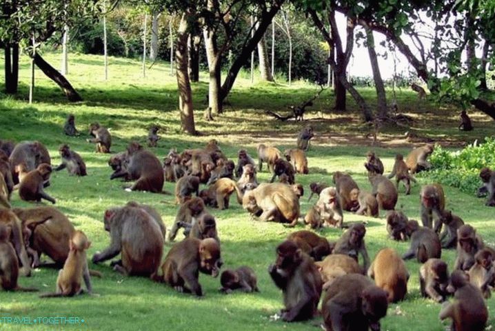 Nha Trang, Monkey Island