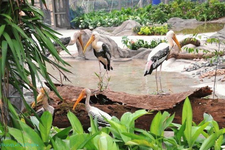 Vinpearl Safari Phu Quoc. Fukuok. Otroci