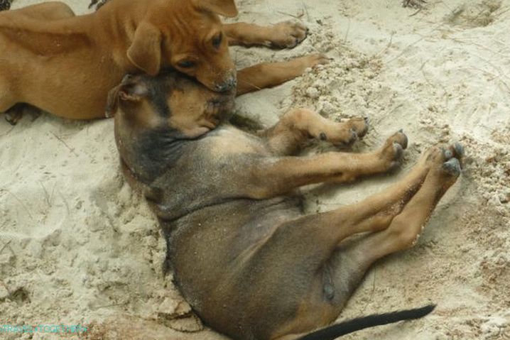 Vrtec Phu Quoc za Ridgeback v Fukuoki