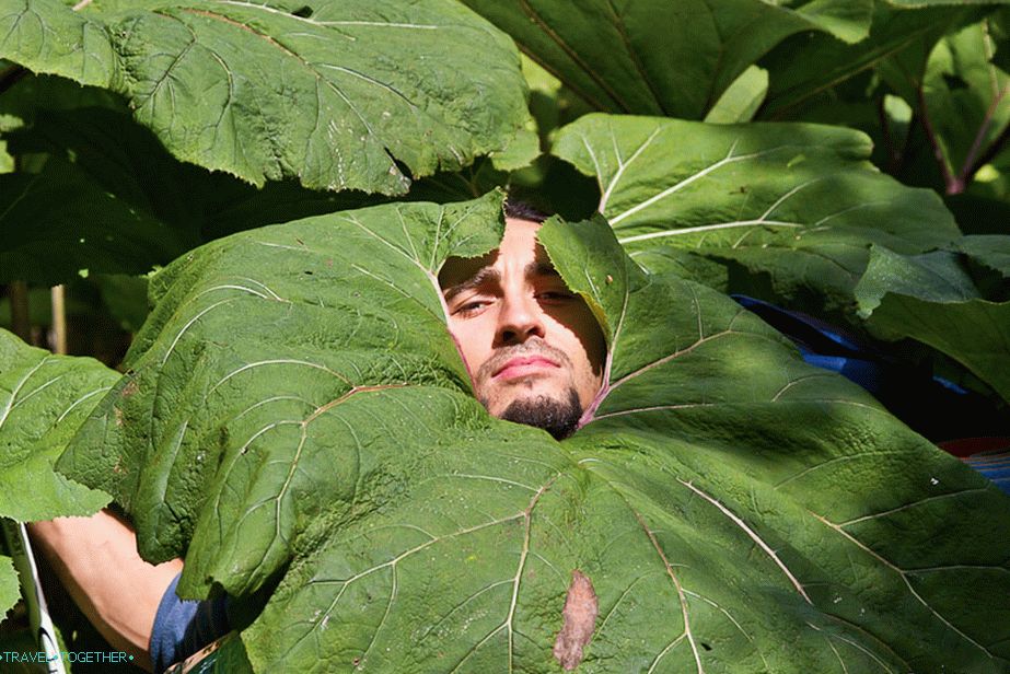 Burdocks in Suat rastejo tako, da se lahko skrijete pred dežjem