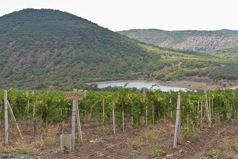 Kilometrski nasadi grozdja do Rybachija