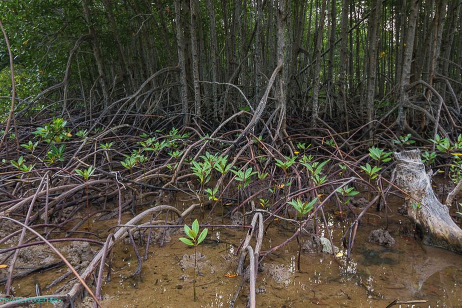 Mangrovi