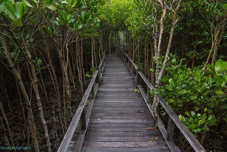 Na poti nazaj mangrove malo nižje