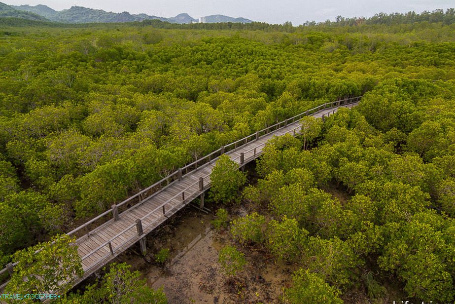 Pogled z razgledne točke na mangrove gozdove