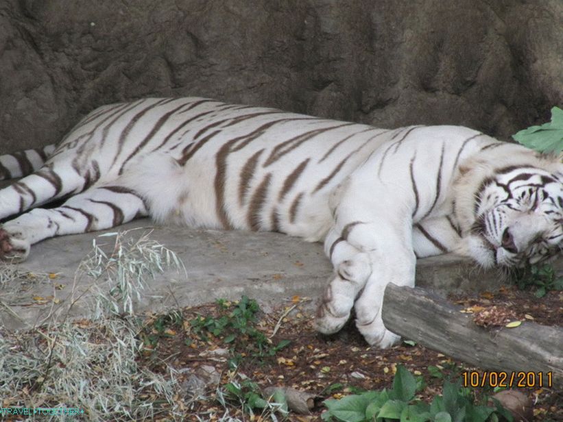 Živalski vrt v Bangkoku