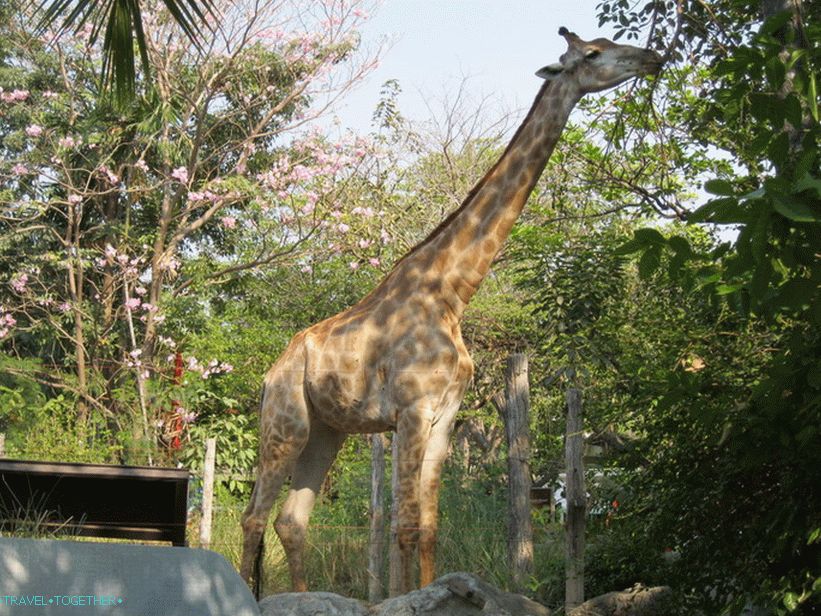 Živalski vrt v Bangkoku