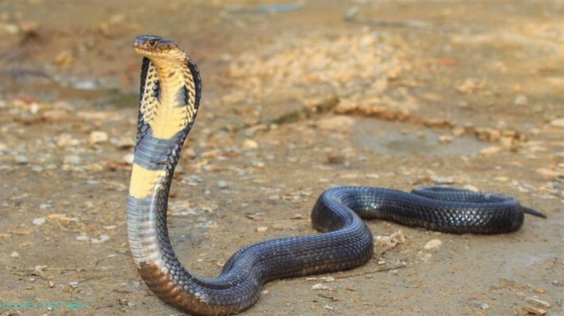 King Cobra na Tajskem