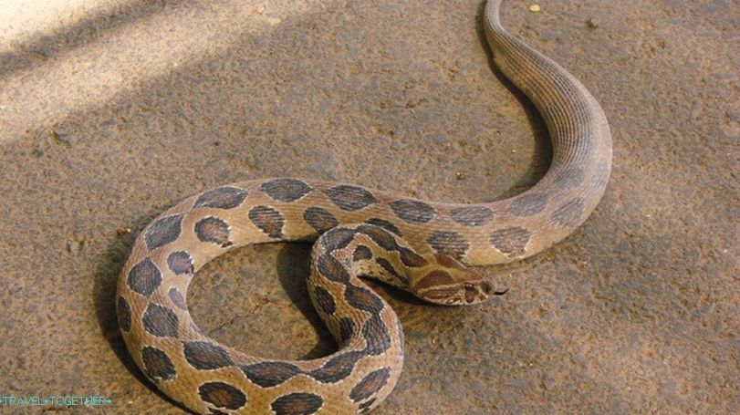 Chain Viper na Tajskem