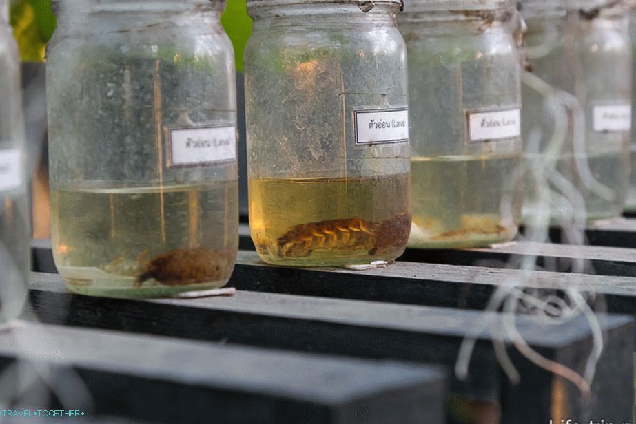 Obstajajo žuželke in akvariji povsod