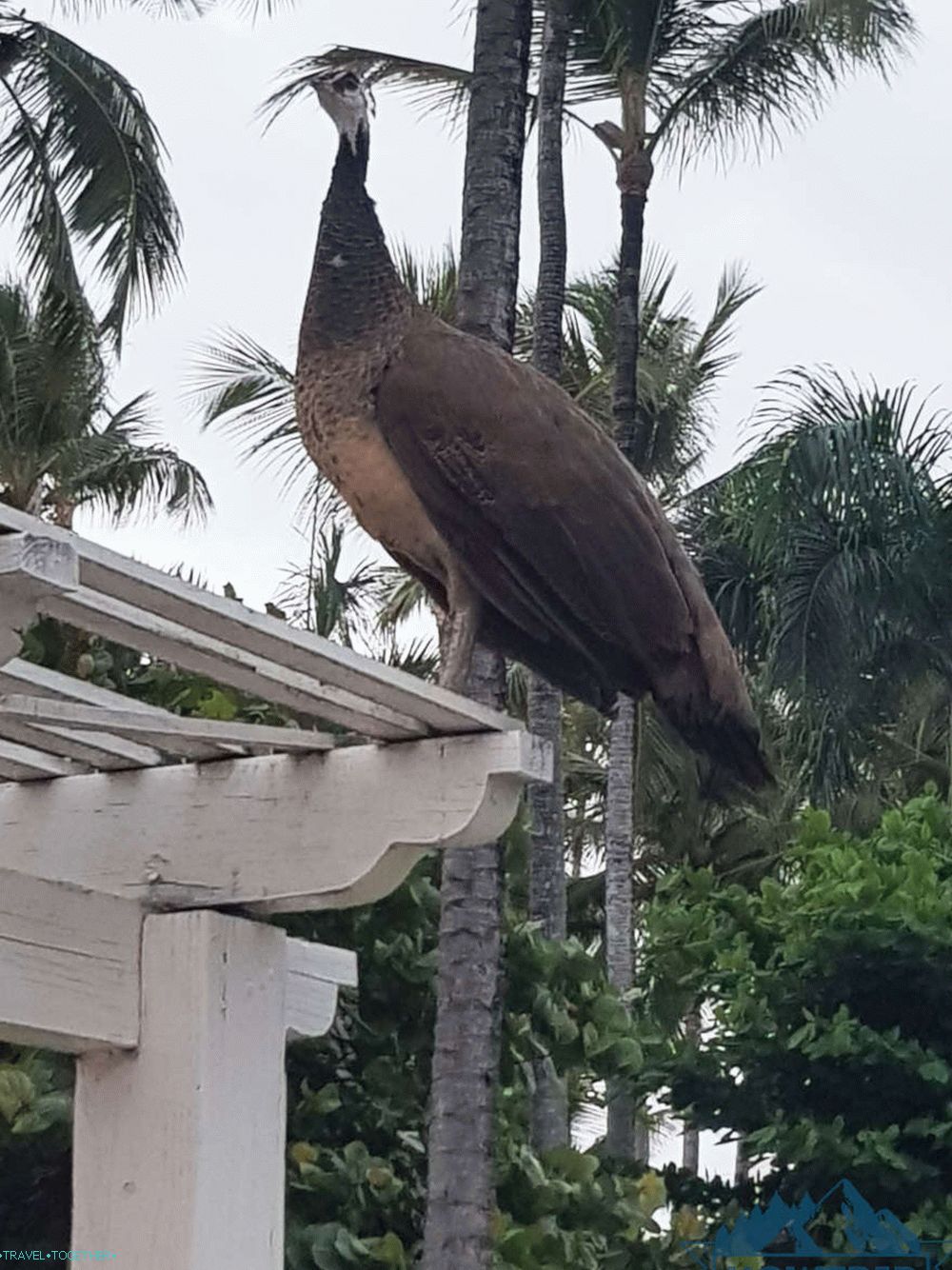 Hotel Punta Cana