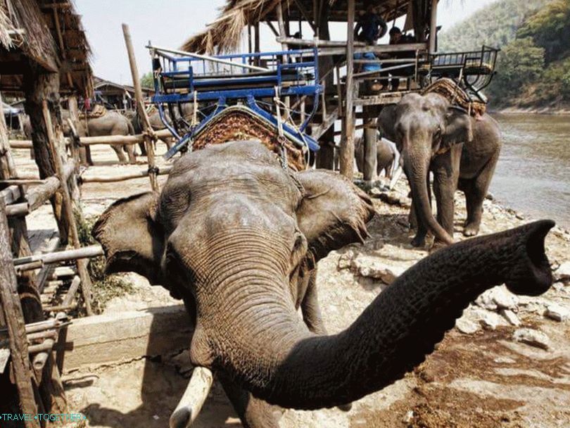 Kako ukrotiti slone na Tajskem