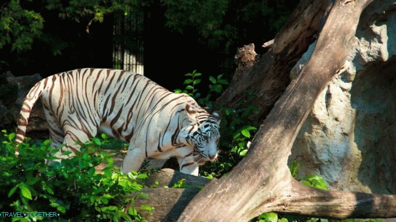 Zoo Dusit (Dusit Zoo) v Bangkoku